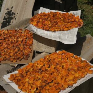 Organic Dried Apricots (Malatya)